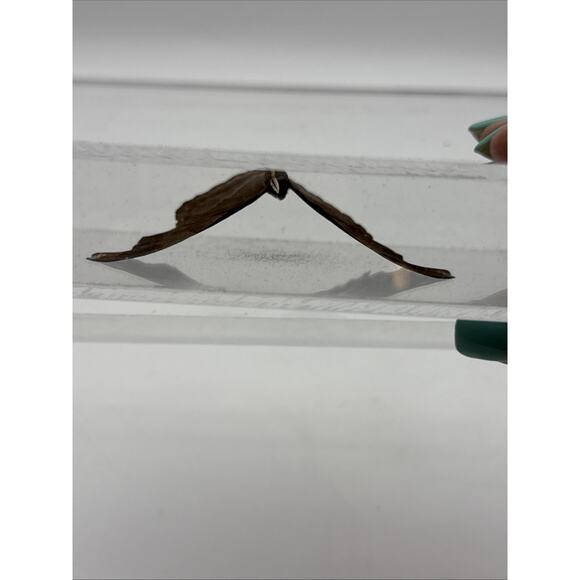 Vtg Great Blue Hookwing. Napeocles jucunda, Mounted butterfly Plexiglass Signed - Picture 13 of 16